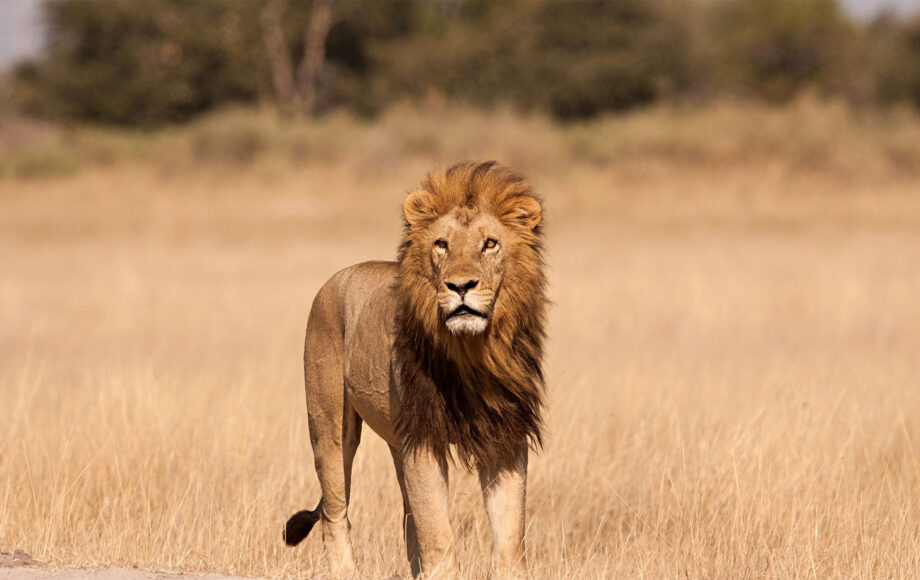 løve på safari i Tanzania