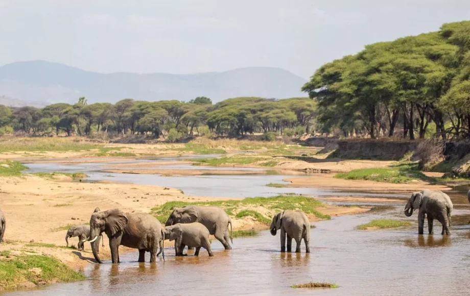 Elefanter bader safari i Tanzania