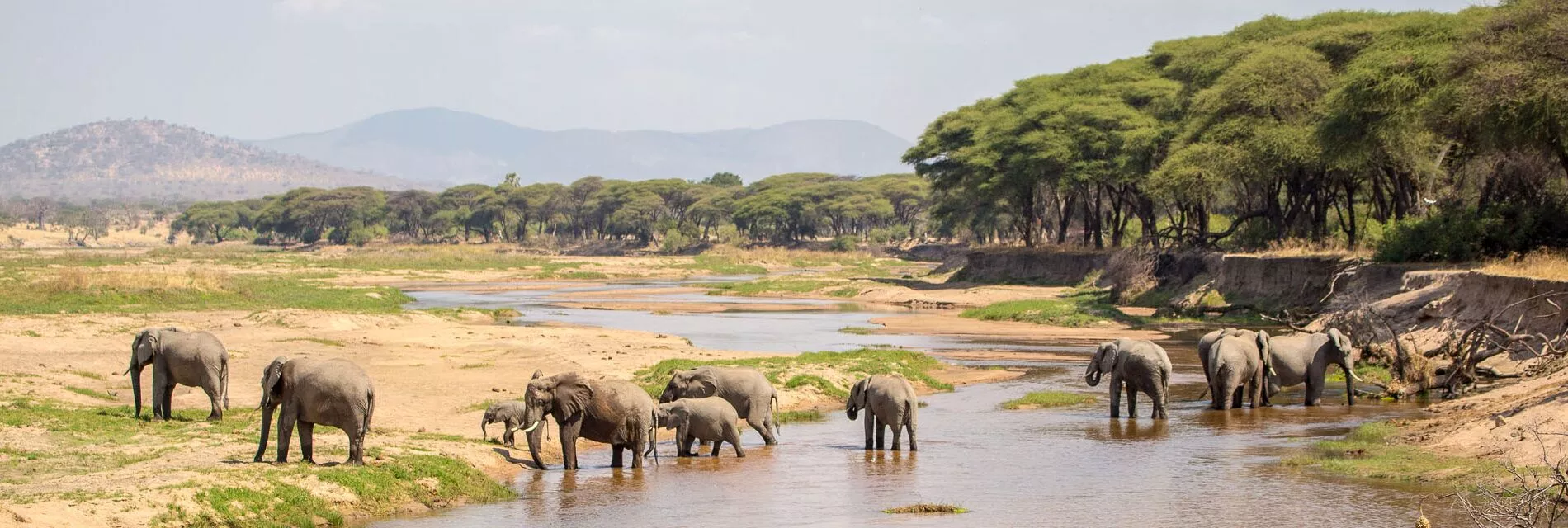 Elefanter bader safari i Tanzania
