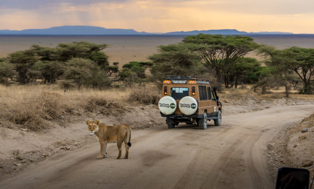 Ansvarlig reisevirksomhet. Løve på veien bak en jeep på safari i Serengeti Tanzania