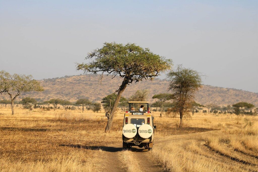Enkel betaling av safari. En jeep kjører gjennom savannen. 