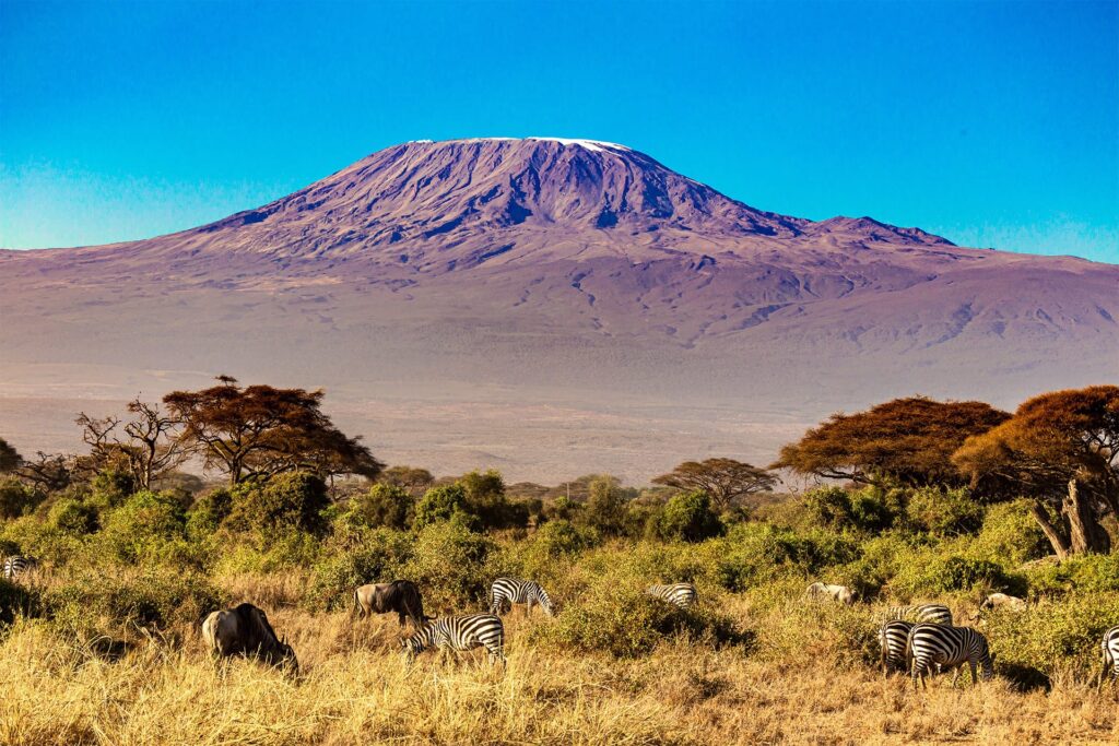 Fjellet Kilimanjaro i Tanzania med akasietrær og sebraer foran