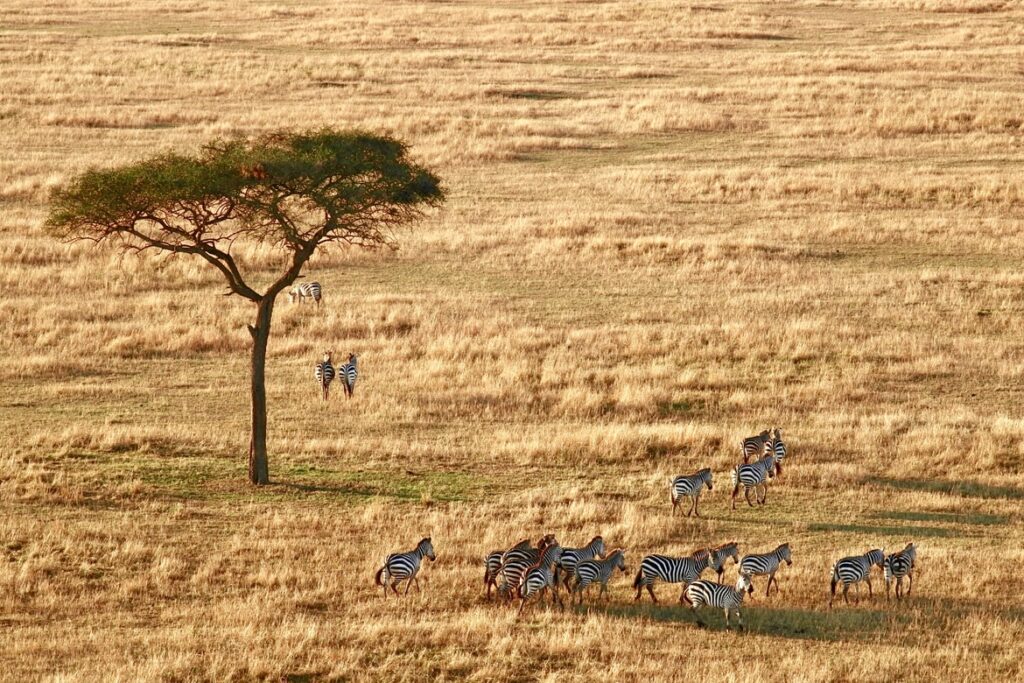 tanzania specialist tanzania reiseråd - sebraer på en savanne