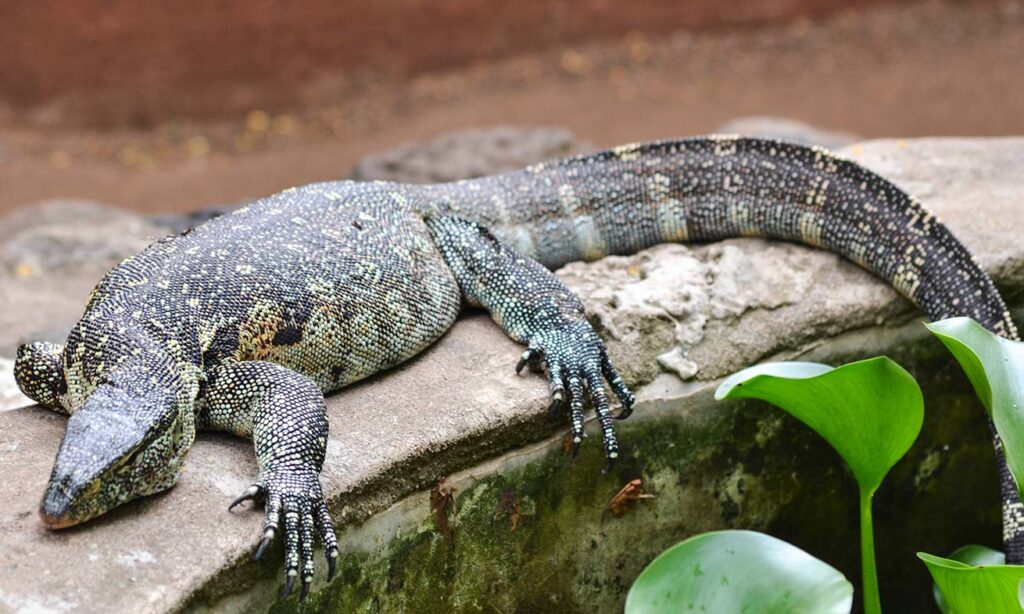 En øgle sitter på en sten i Meserani Snake Park, ting å gjøre i Arusha