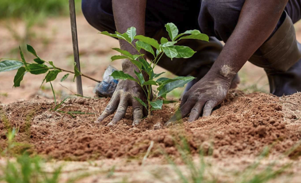 ansvarlig reisevirksomhet, treplanting