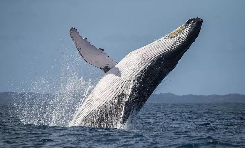 Knølhval hopper opp av vannet