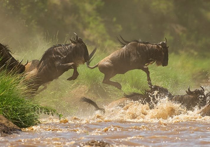Serengeti Nasjonalpark (sentrale vest/øst)