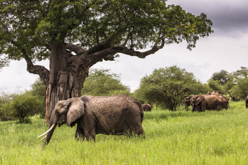 Tarangire Nasjonalpark