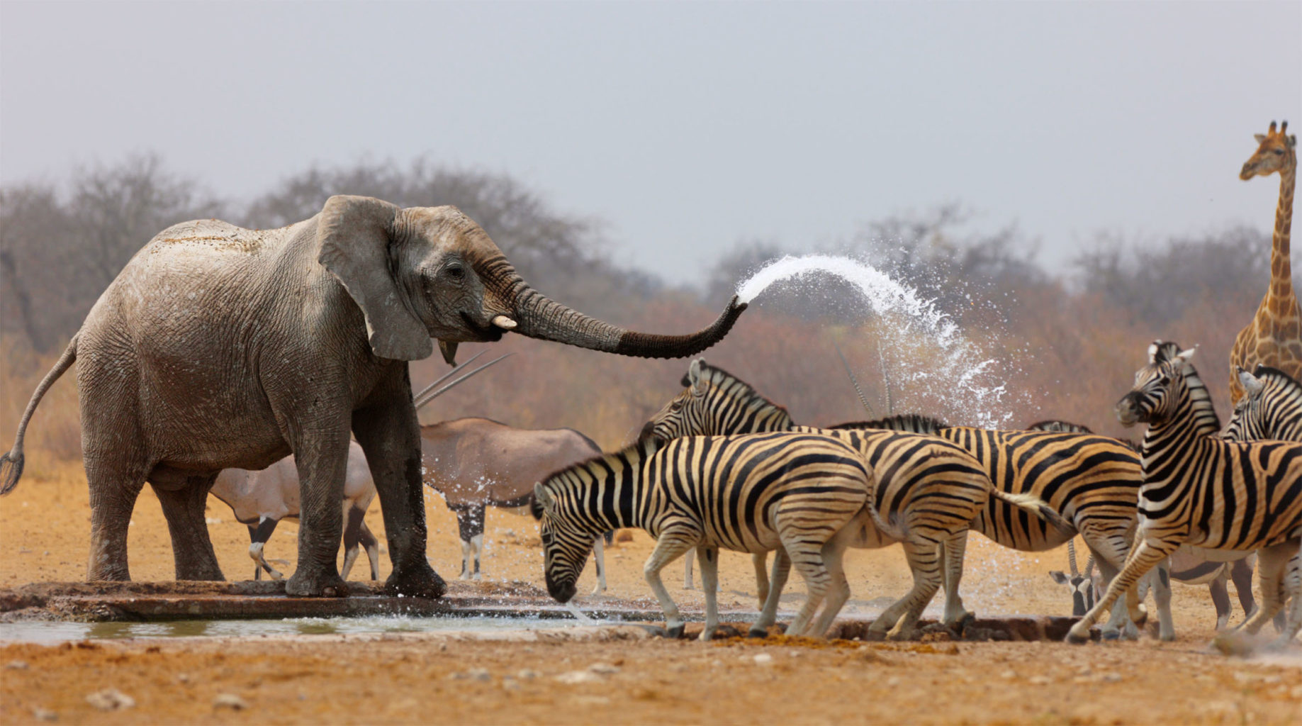 Arusha Nasjonalpark