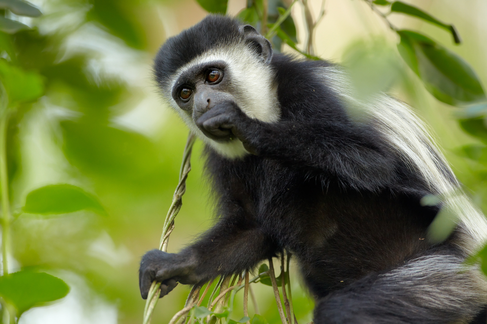 Svarte og hvite kolobus-aper i Arusha nasjonalpark, Tanzania