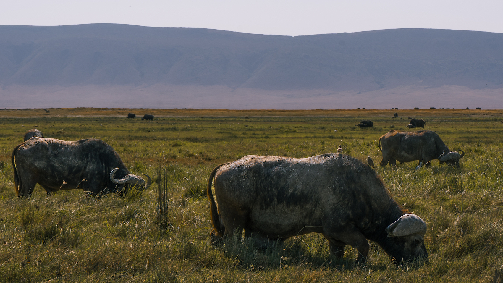Ngorongoro-krateret - luksussafari!