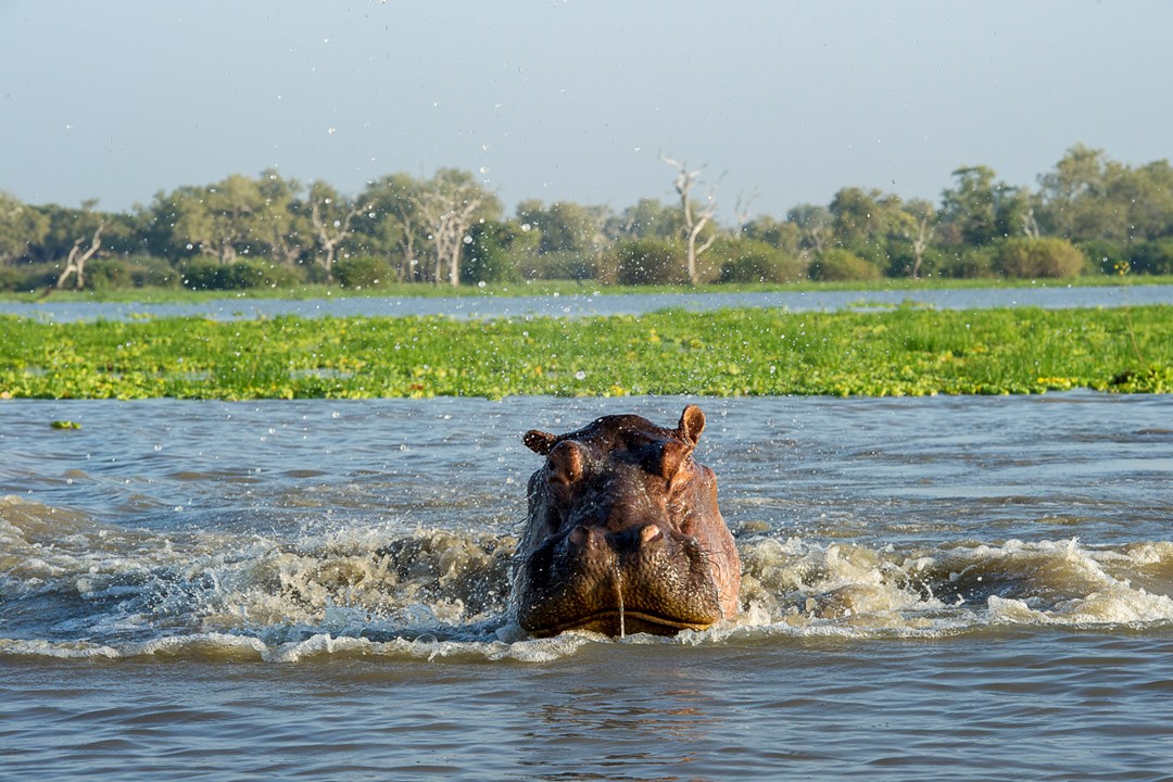 Nyerere nasjonalpark