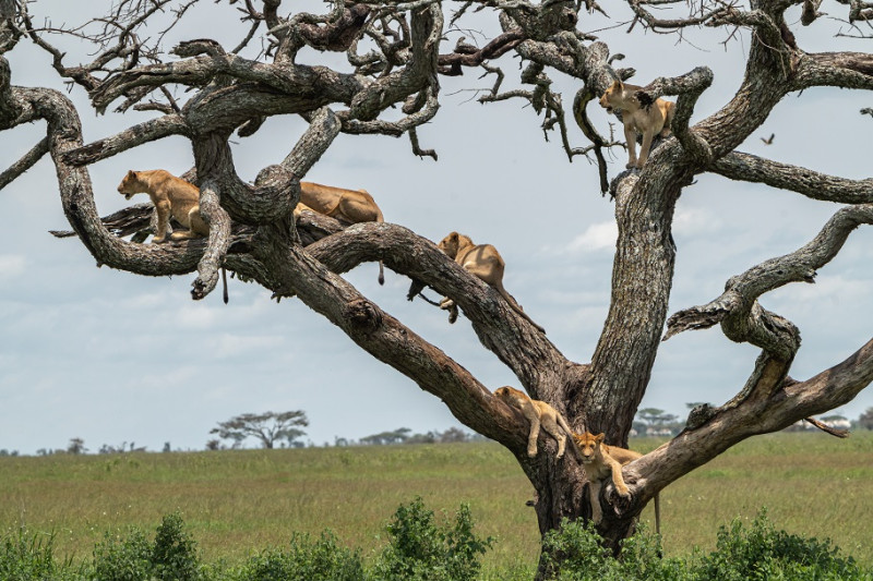 Serengeti Nasjonalpark - luksussafari!