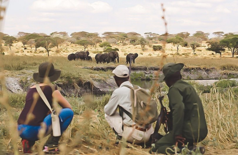 Tre mennesker ser på elefanter på savannen på safari i Tanzania