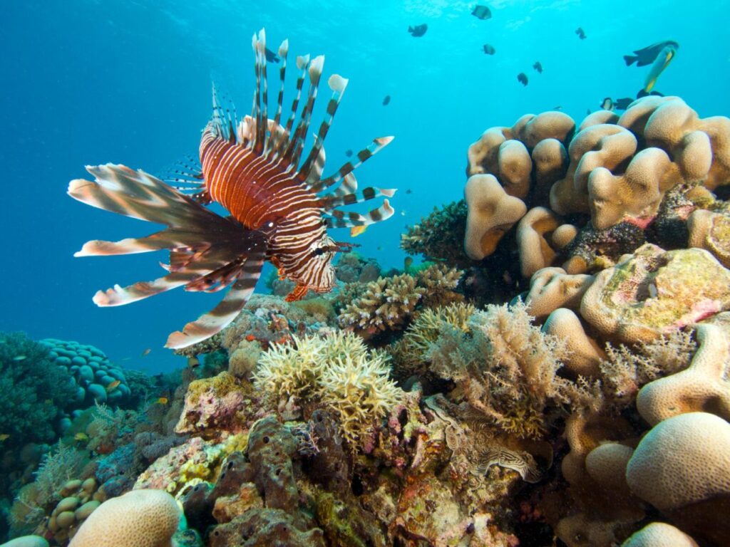 Fargerik fisk svømmer over korallrev