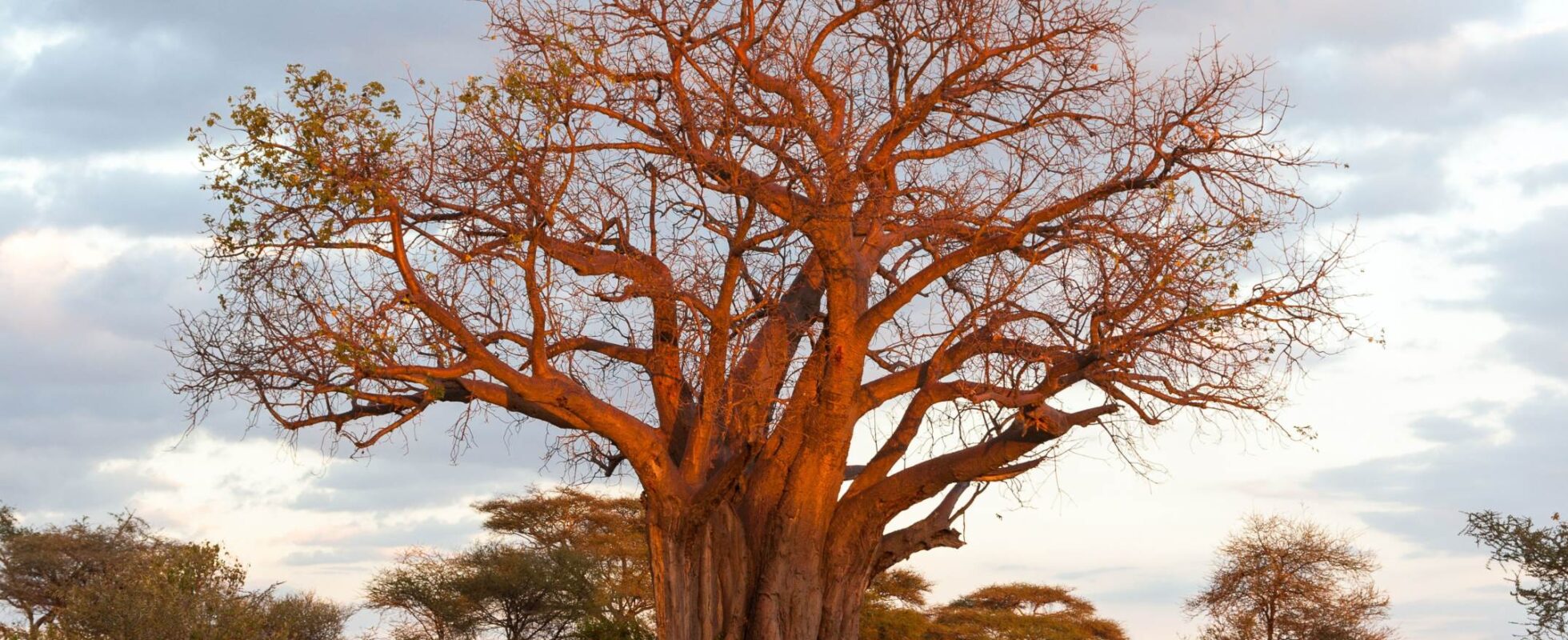 Stort baobabtre i Tanzania