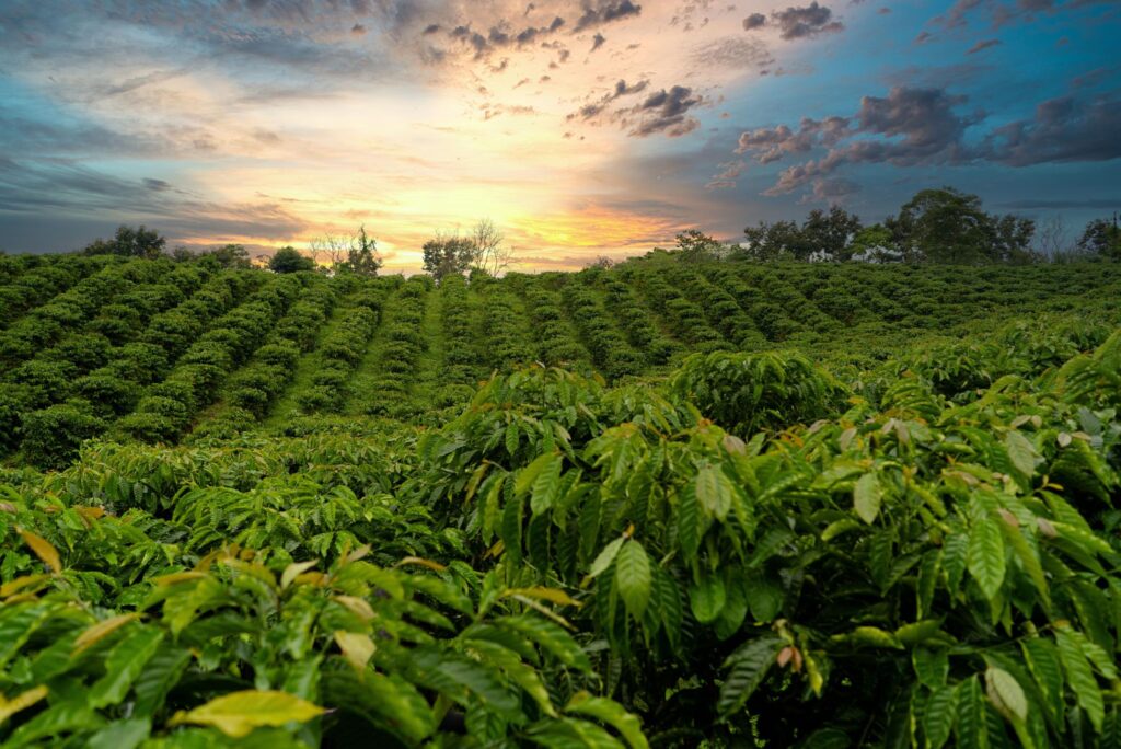 En grønn kaffeplantasje i Arusha Tanzania