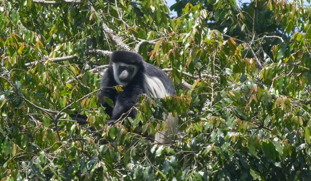 Ape sitter i tre omkranset av grønne blader
