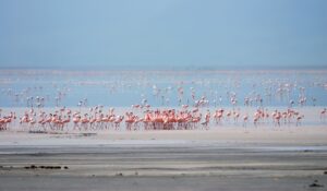 En flokk flamingoer i strandkanten i Tanzania