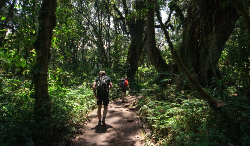 Personer går gjennom regnskogen mot Kilimanjaro på fottur i Tanzania