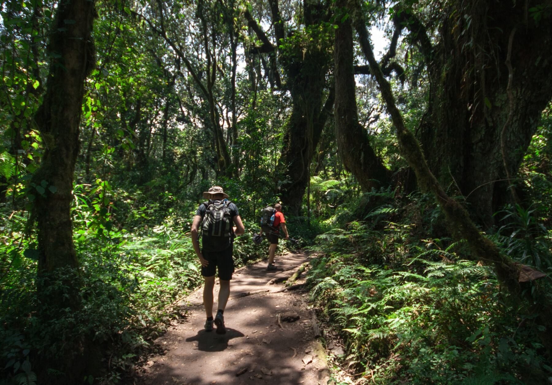 Personer går gjennom regnskogen mot Kilimanjaro på fottur i Tanzania