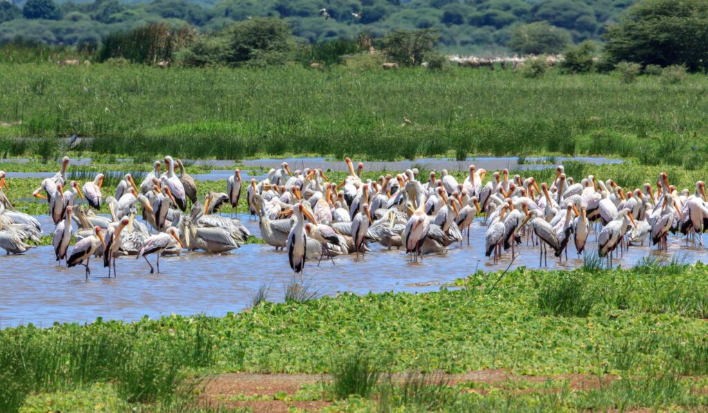 En flokk flamingoer ved innsjø i Tanzania