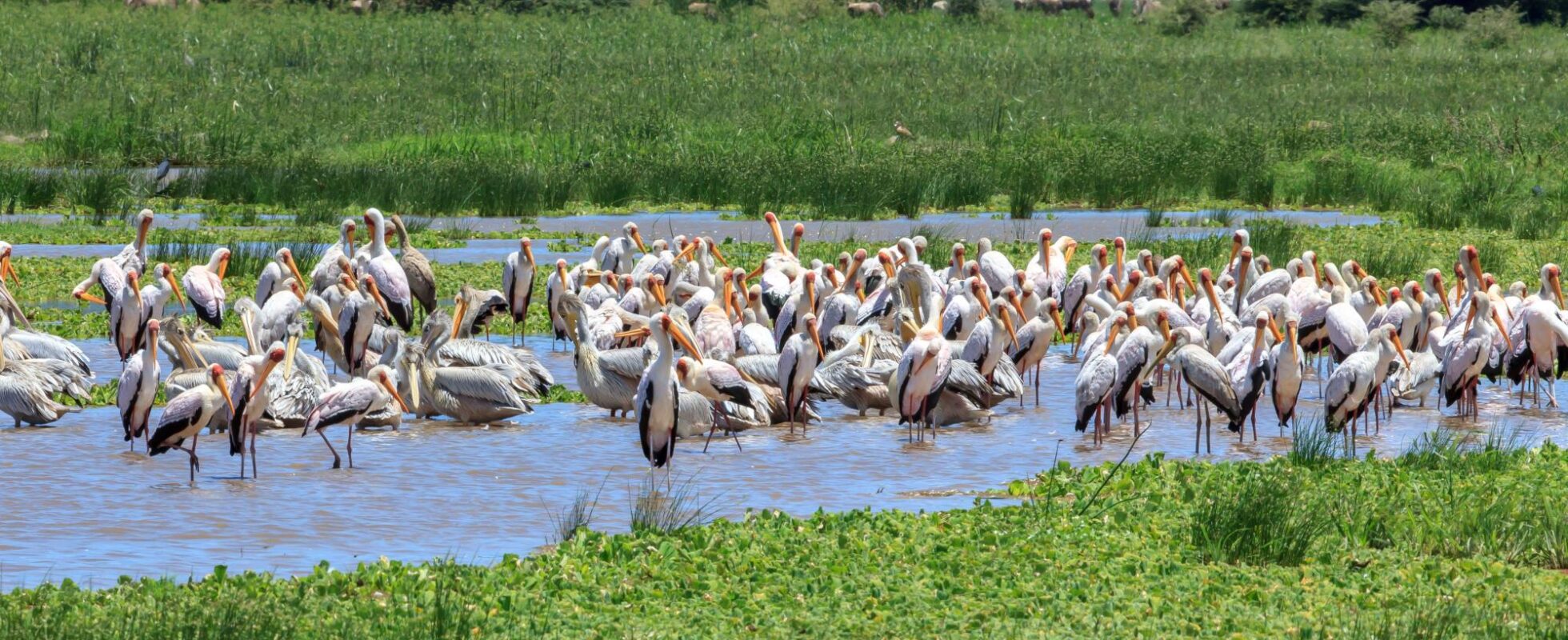 En flokk flamingoer ved innsjø i Tanzania