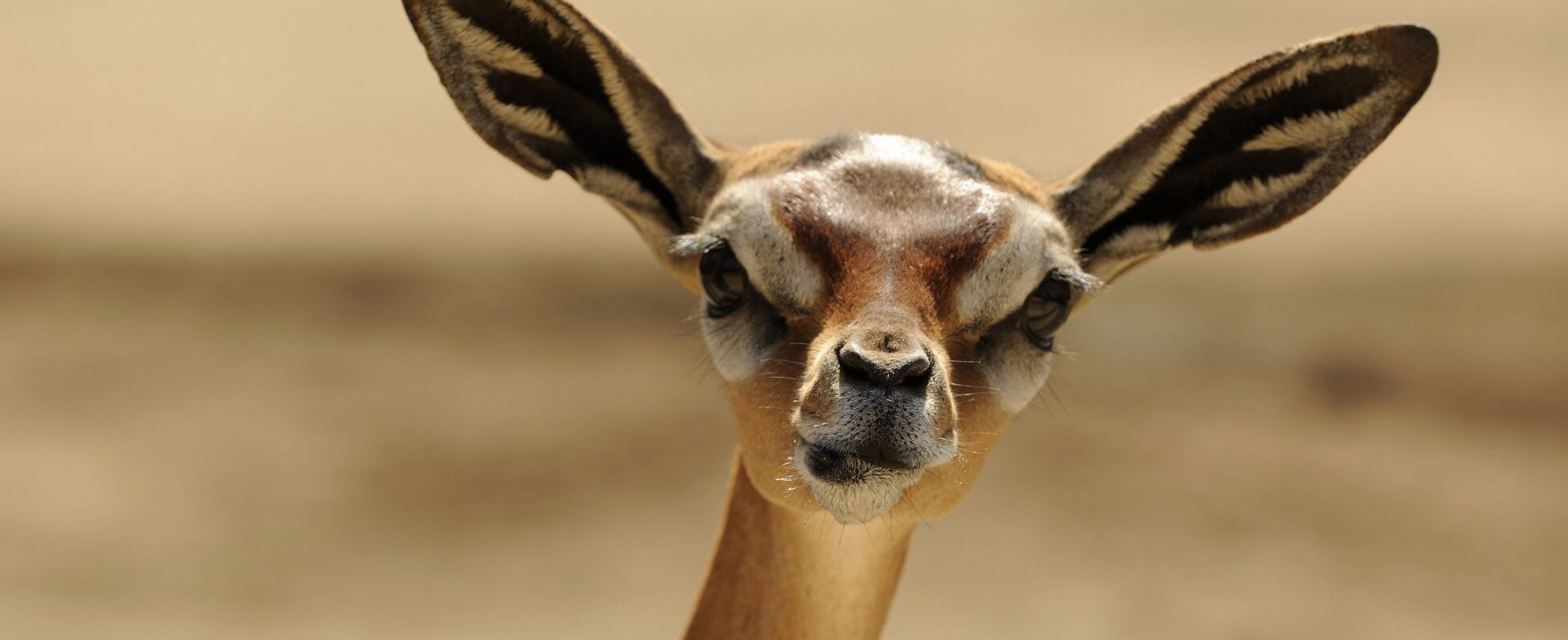 Nærbilde av gerenuk