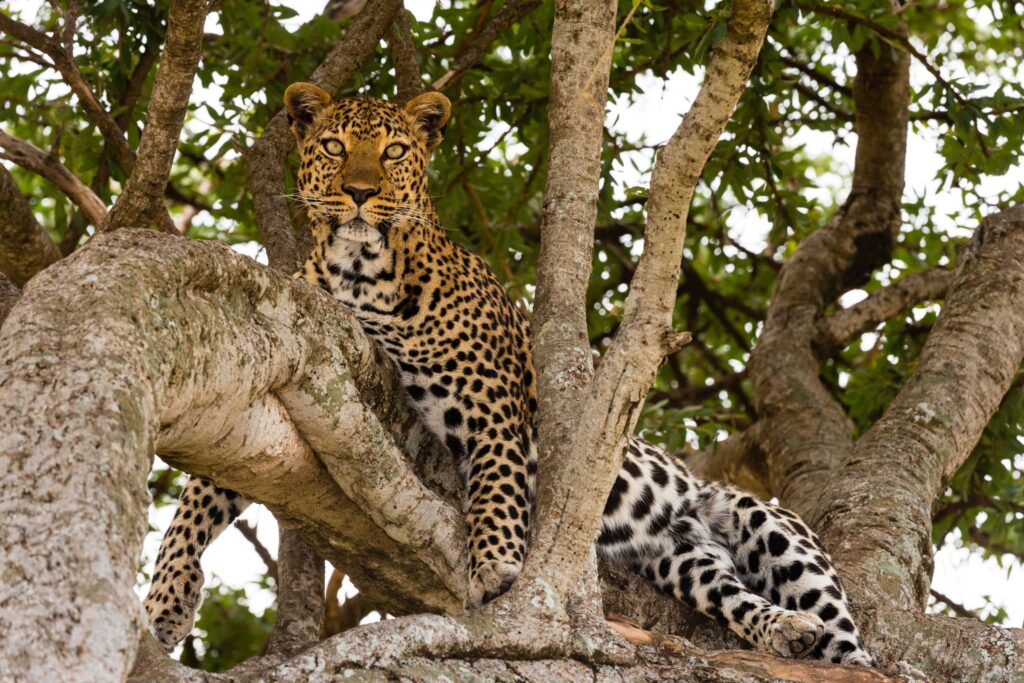 Leopard sitter i et tre i Tanzania