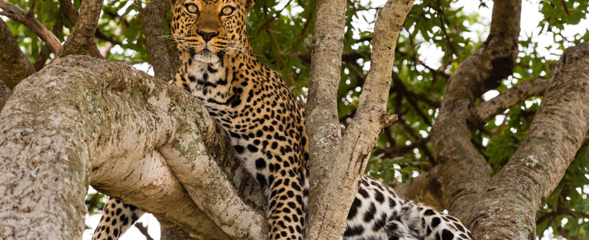 Leopard sitter i et tre i Tanzania