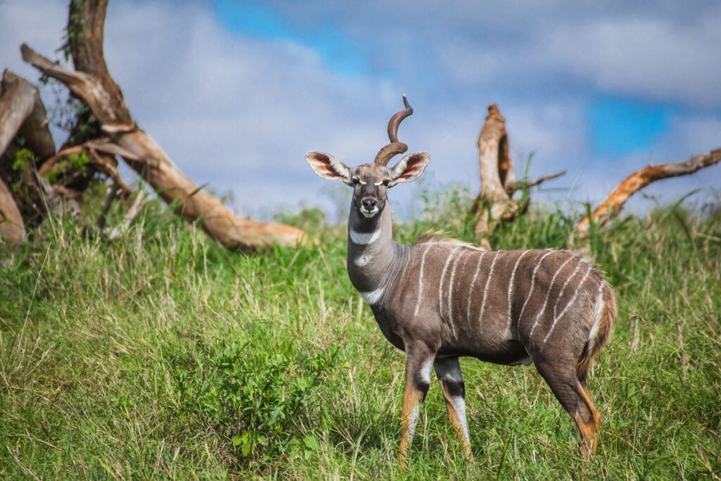 Liten Kudu i grønt gress med ett horn i Tanzania