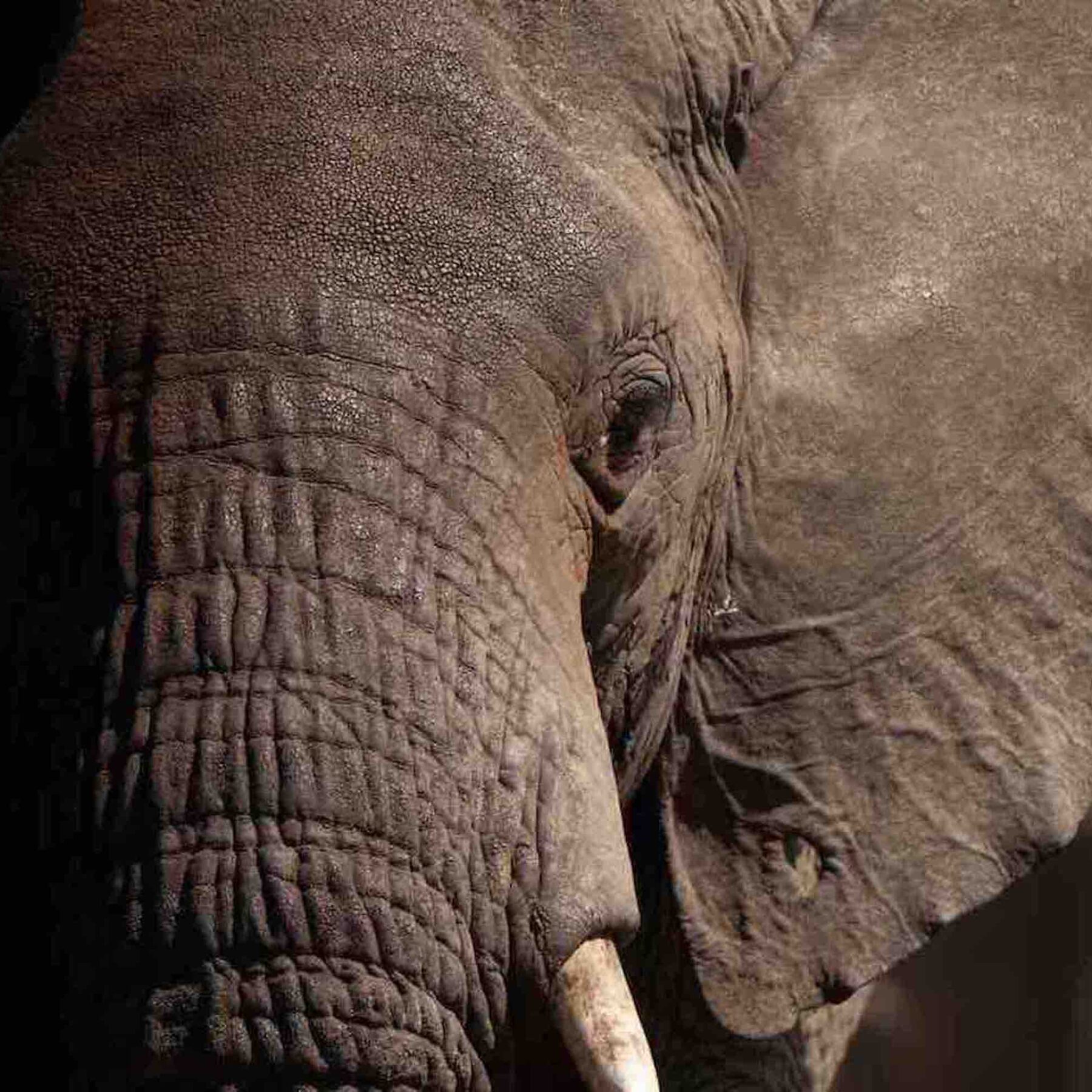 Nærbilde av en elefant, en av de fem store