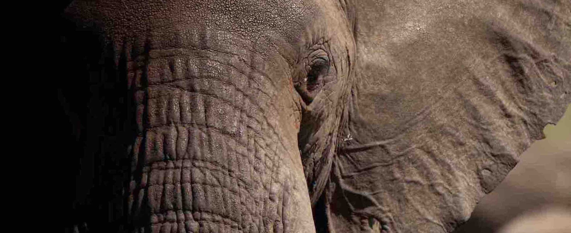 Nærbilde av en elefant, en av de fem store