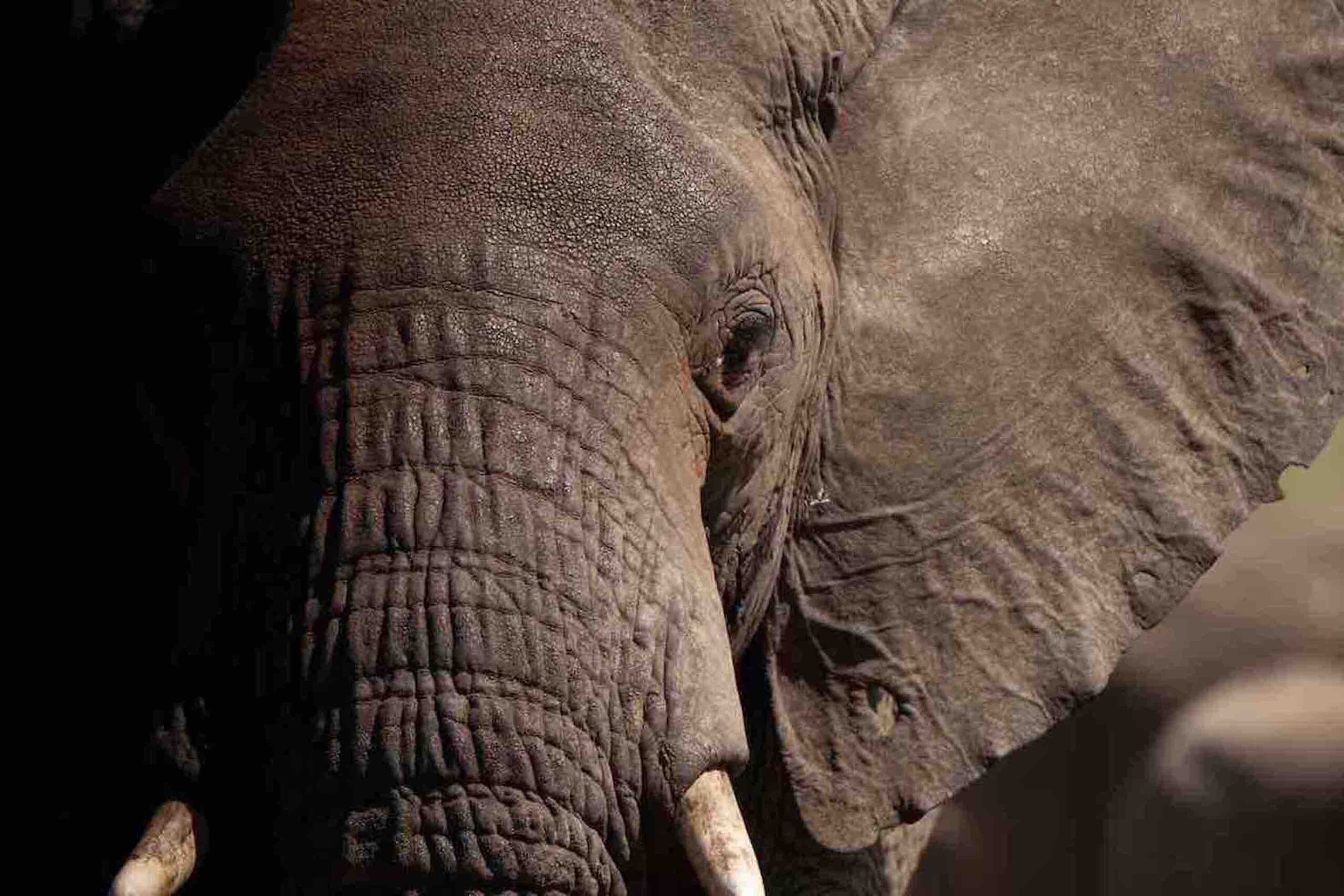 Tarangire Nasjonalpark - luksussafari!