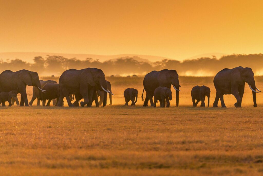 Elefanter på savanne safari Tanzania 