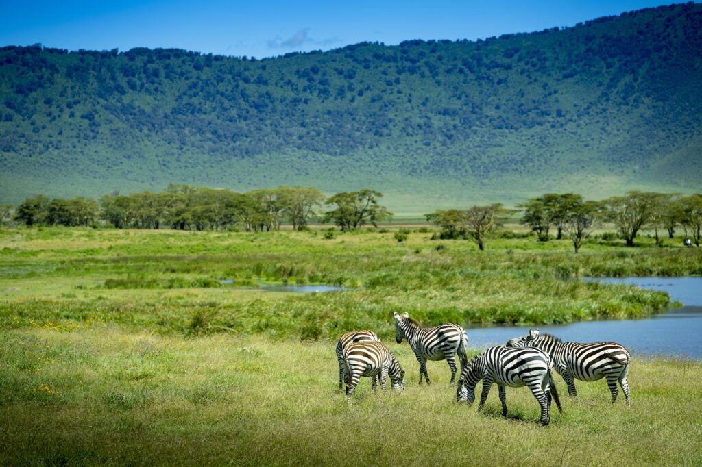 Sebraer ved Ngorongoro-krateret Tanzania
