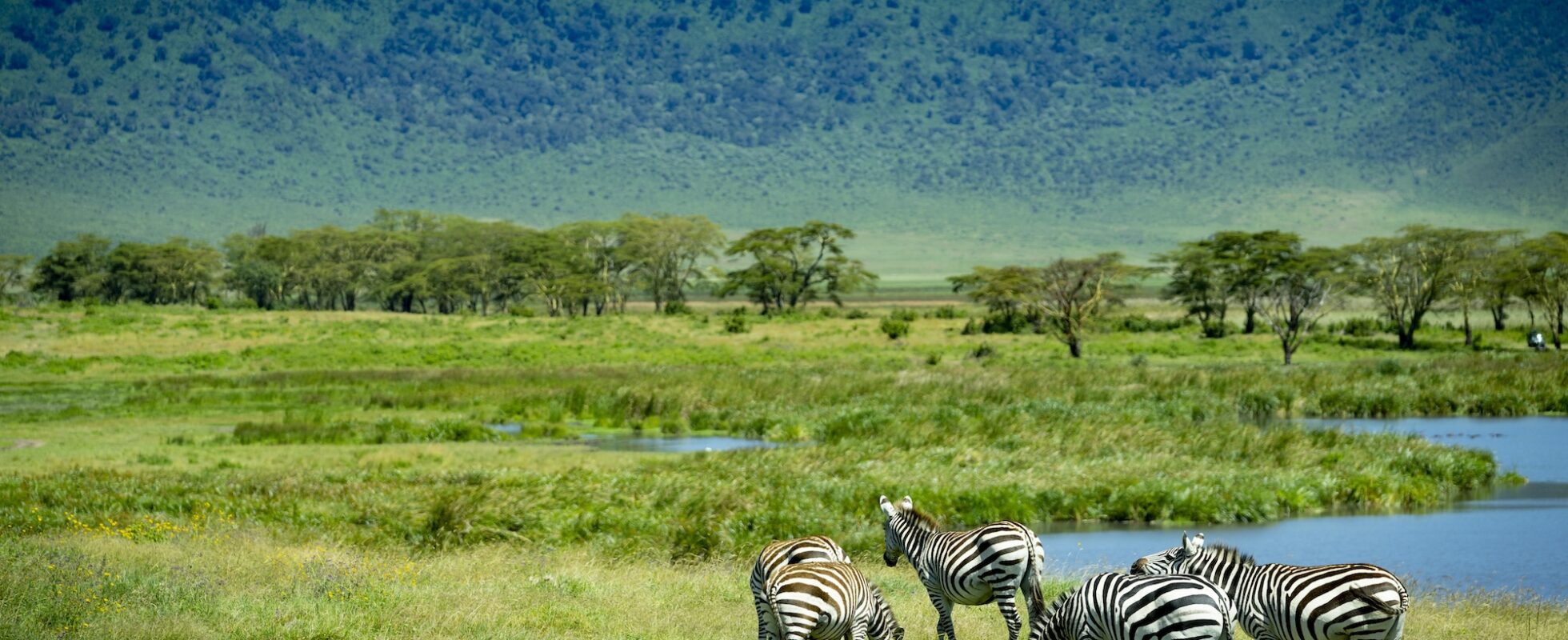 Sebraer ved Ngorongoro-krateret Tanzania