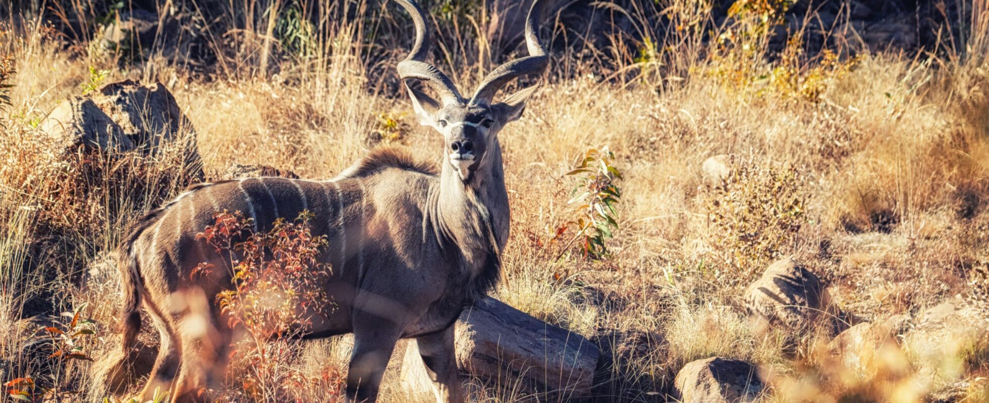 Kudu antilope