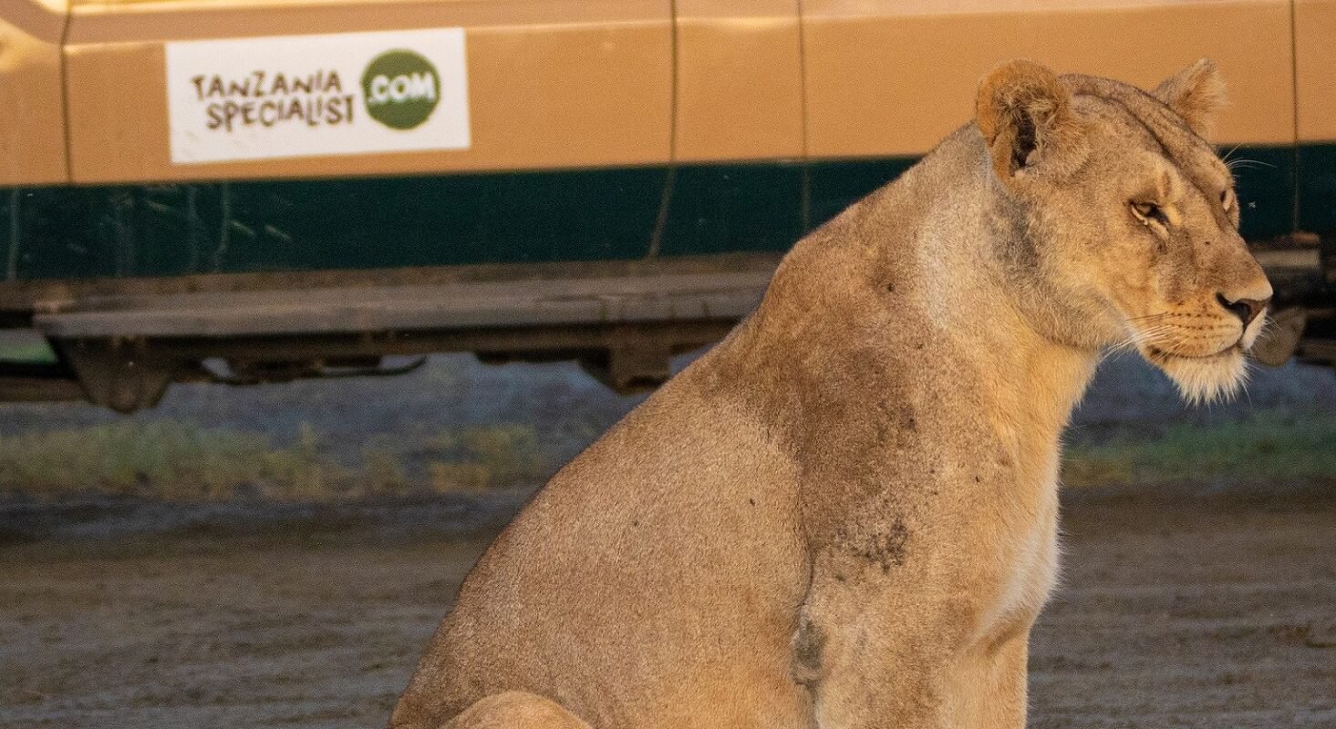 Løve sitter foran safaribil