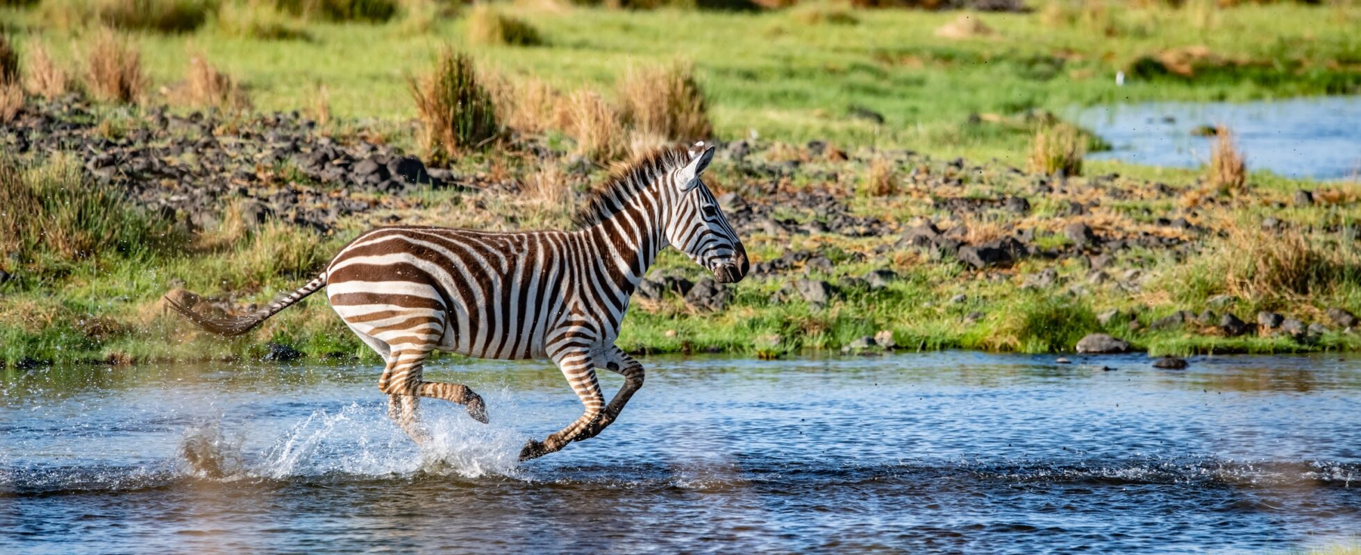 Zebra løper gjennom vannet omkranset av grønt gress
