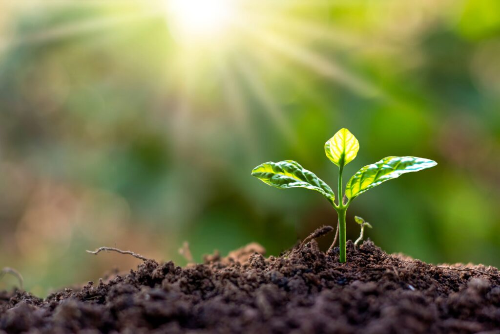 Ansvarlig turisme Tanzania, treplanting