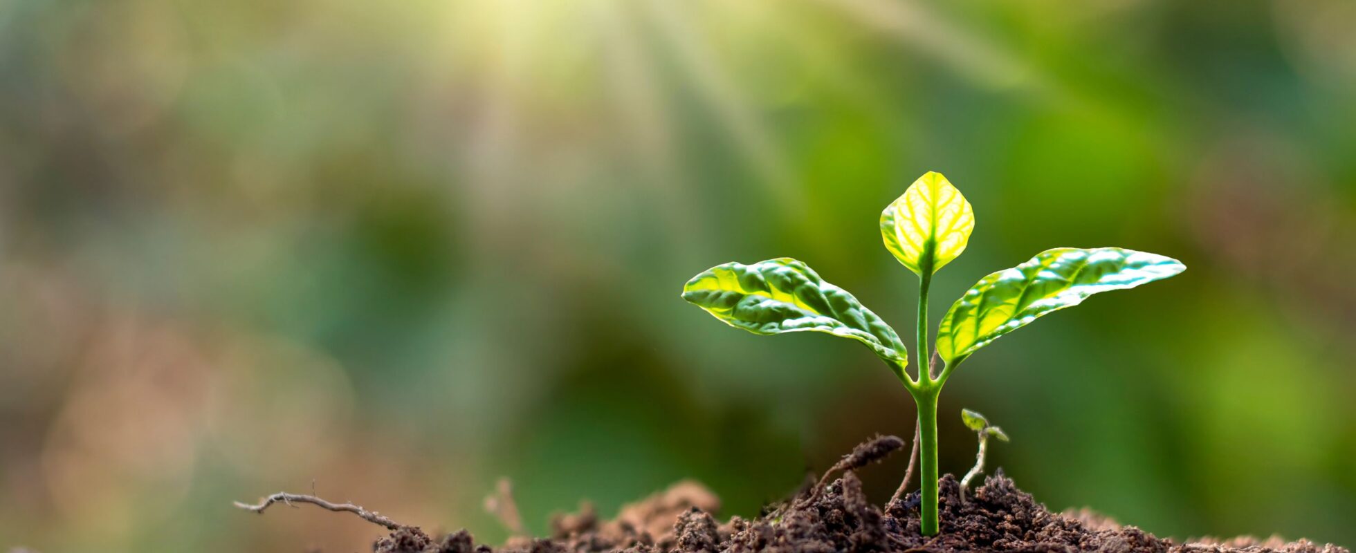 Ansvarlig turisme Tanzania, treplanting