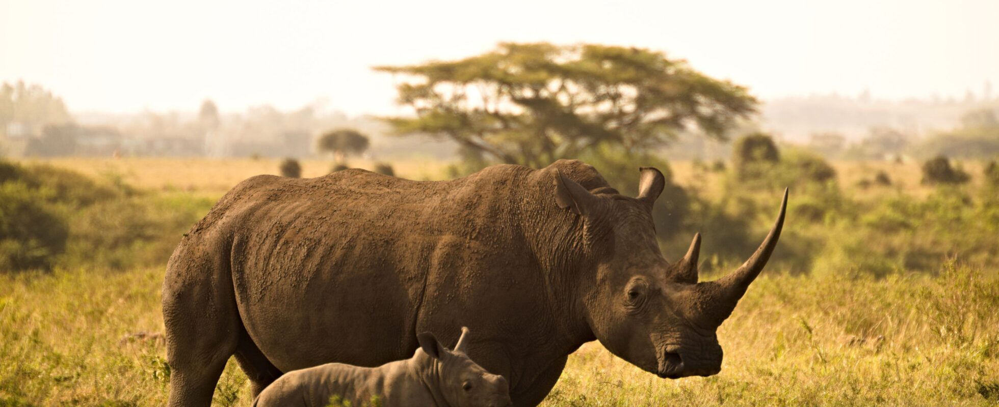 Hvitt neshorn med baby, ting å gjøre i Tanzania