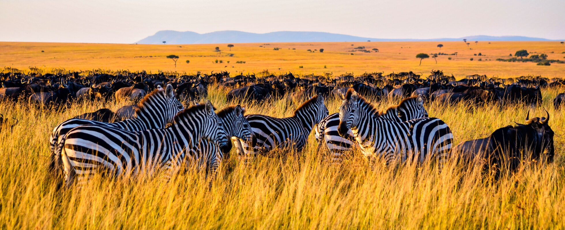 En flokk sebraer i gult høyt gress