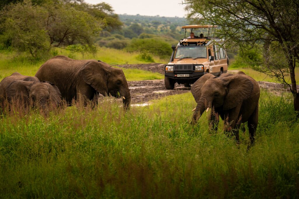 Elefanter i veien foran en jeep fra Tanzania Specialist