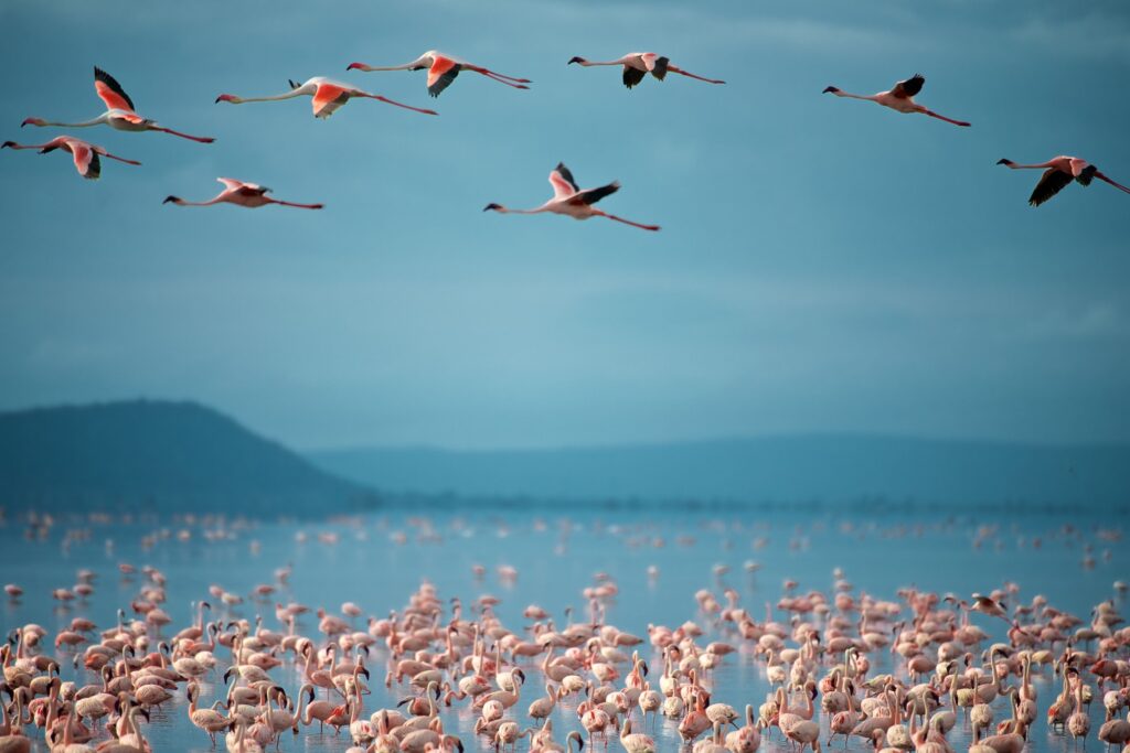 Flamingoer flyr over Lake Manyara og flere flamingoer i innsjøen i Tanzania