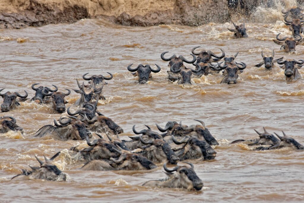 Mange gnuer krysser Mara-elven under The Great Migration