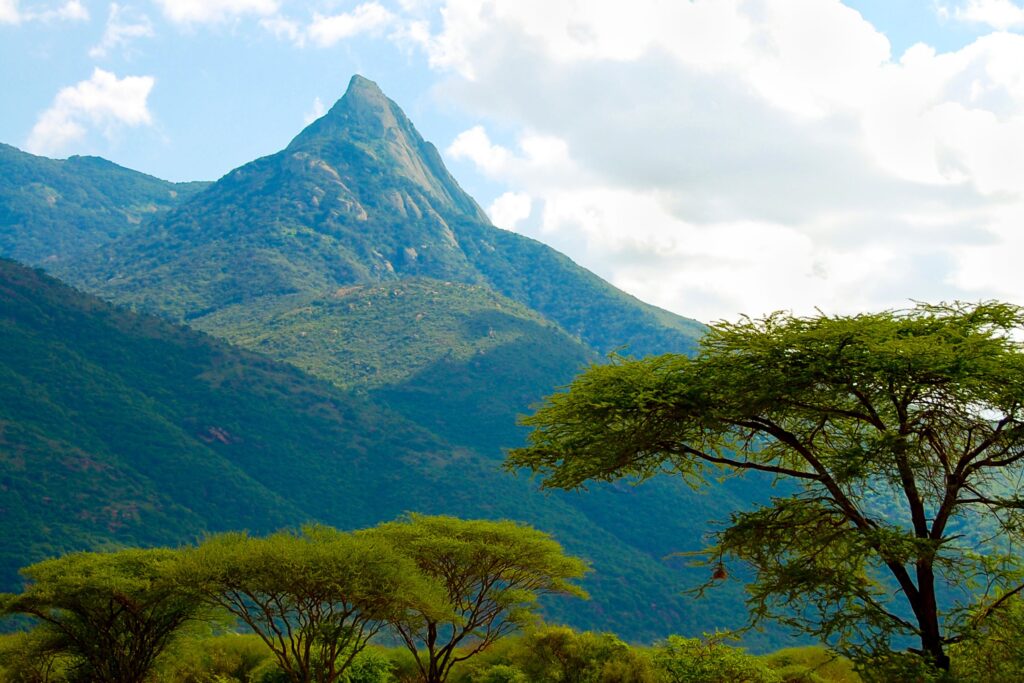 Mount Longido i Tanzania med akasietrær foran