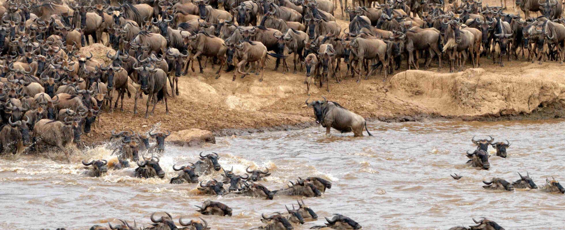 En flokk gnuer krysser en elv under den store gnu-vandringen