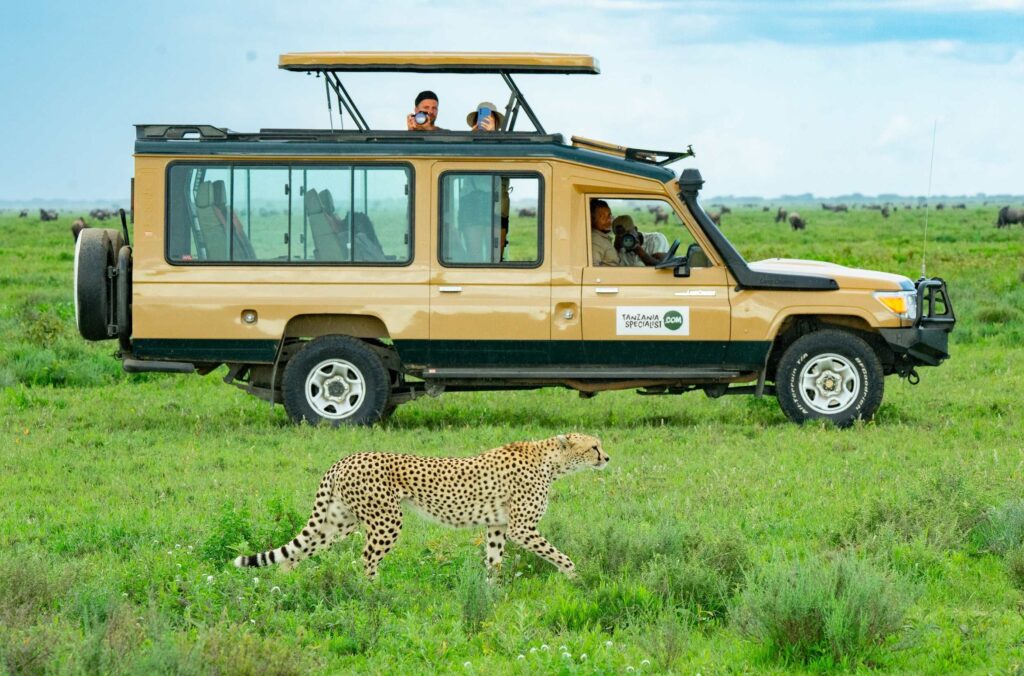 Safari jeep cheetah private